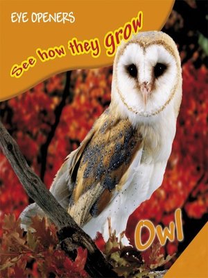 cover image of Owl
